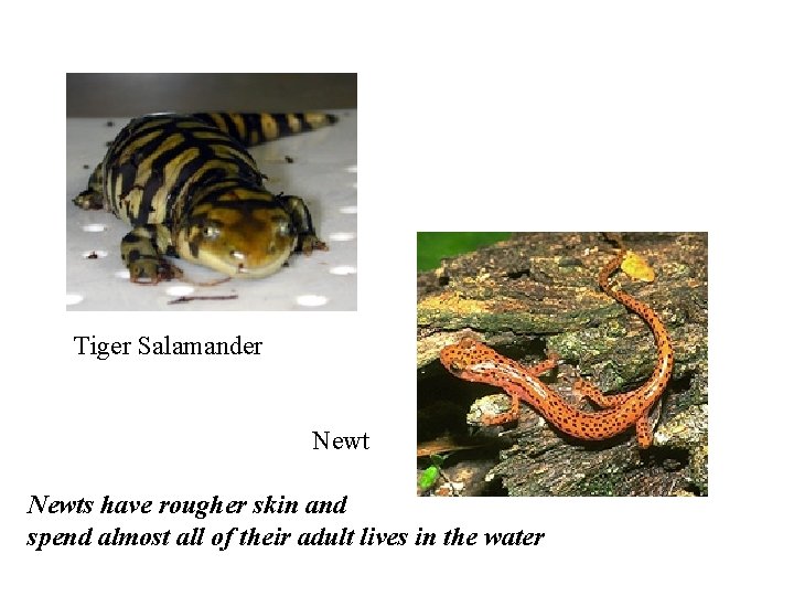 Tiger Salamander Newts have rougher skin and spend almost all of their adult lives