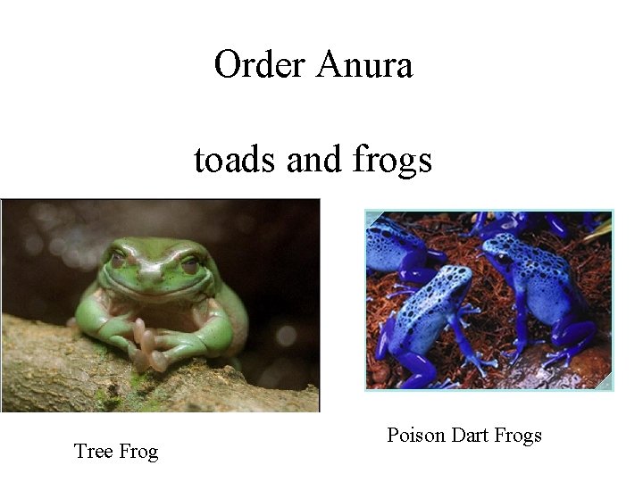 Order Anura toads and frogs Tree Frog Poison Dart Frogs 