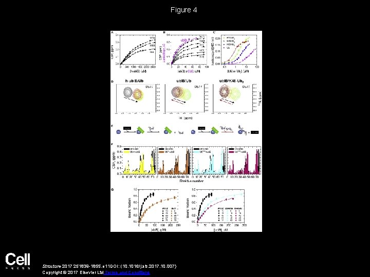 Figure 4 Structure 2017 251839 -1855. e 11 DOI: (10. 1016/j. str. 2017. 10.