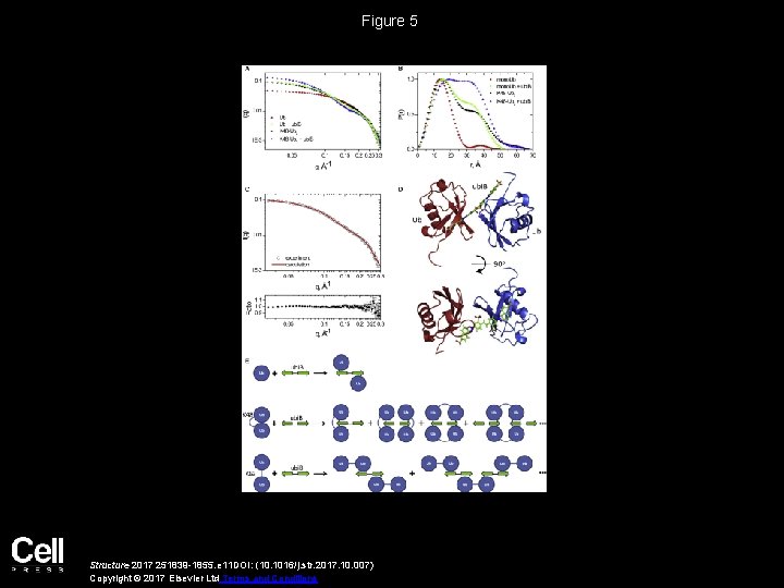 Figure 5 Structure 2017 251839 -1855. e 11 DOI: (10. 1016/j. str. 2017. 10.