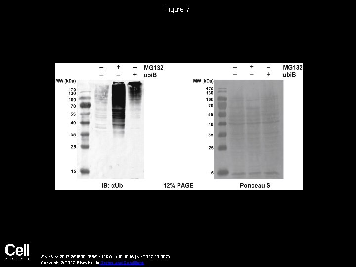 Figure 7 Structure 2017 251839 -1855. e 11 DOI: (10. 1016/j. str. 2017. 10.