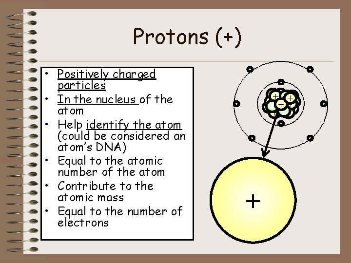 Protons (+) • Positively charged particles • In the nucleus of the atom •