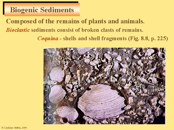 Biogenic Sediments Composed of the remains of plants and animals. Bioclastic sediments consist of
