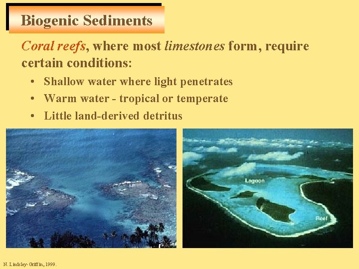 Biogenic Sediments Coral reefs, where most limestones form, require certain conditions: • Shallow water