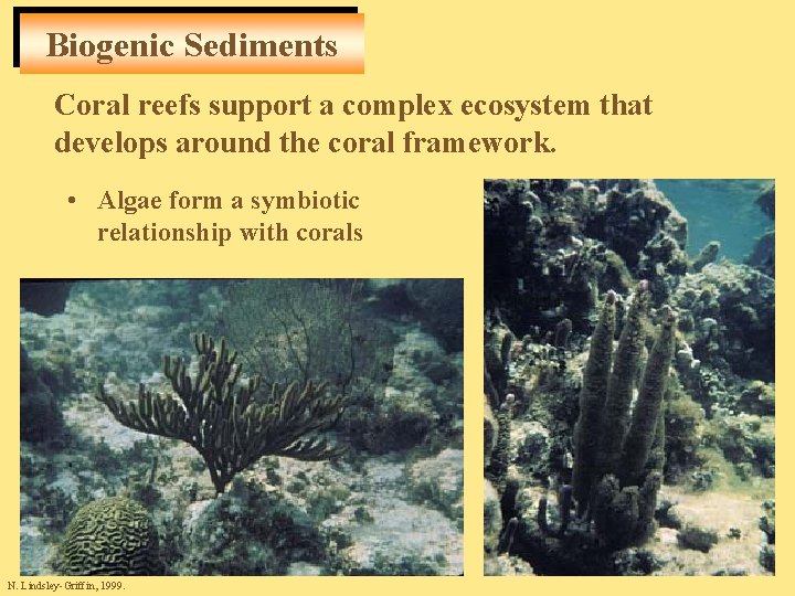 Biogenic Sediments Coral reefs support a complex ecosystem that develops around the coral framework.