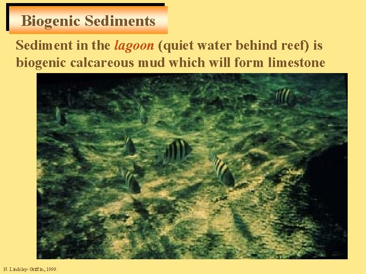 Biogenic Sediments Sediment in the lagoon (quiet water behind reef) is biogenic calcareous mud
