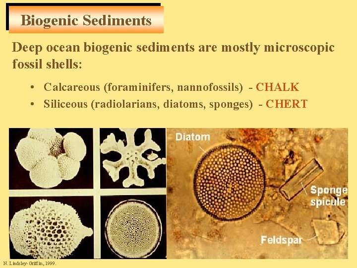 Biogenic Sediments Deep ocean biogenic sediments are mostly microscopic fossil shells: • Calcareous (foraminifers,