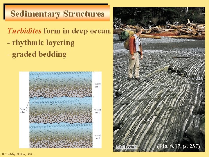 Sedimentary Structures Turbidites form in deep ocean. - rhythmic layering - graded bedding (Fig.