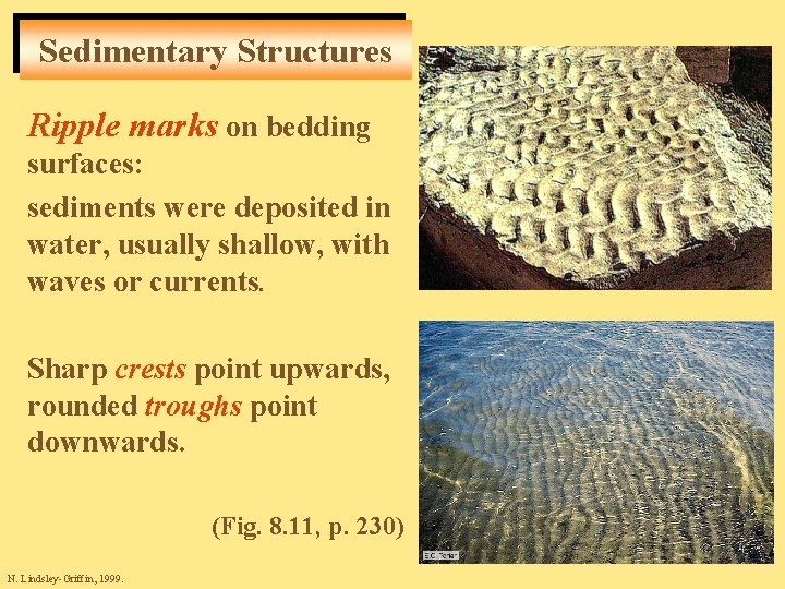 Sedimentary Structures Ripple marks on bedding surfaces: sediments were deposited in water, usually shallow,