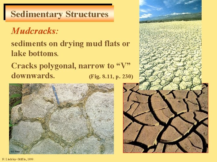 Sedimentary Structures Mudcracks: sediments on drying mud flats or lake bottoms. Cracks polygonal, narrow