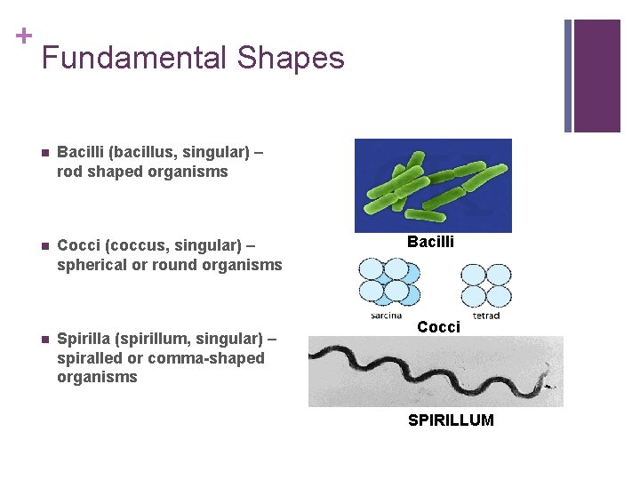 + Fundamental Shapes n Bacilli (bacillus, singular) – rod shaped organisms n Cocci (coccus,