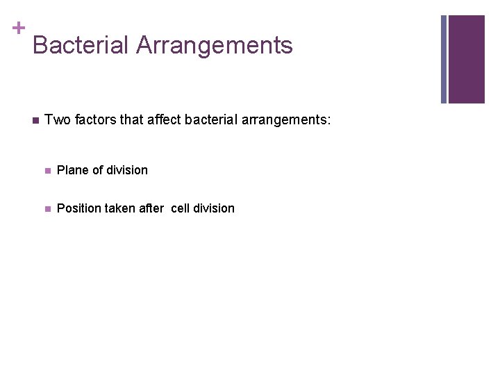 + Bacterial Arrangements n Two factors that affect bacterial arrangements: n Plane of division