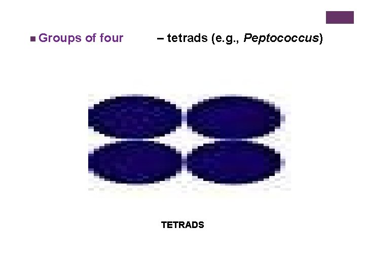 n Groups of four – tetrads (e. g. , Peptococcus) TETRADS 