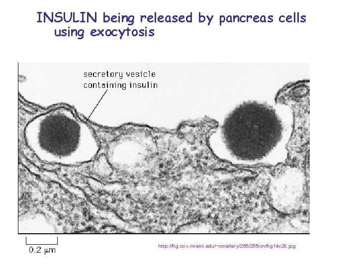 INSULIN being released by pancreas cells using exocytosis http: //fig. cox. miami. edu/~cmallery/255 ion/fig
