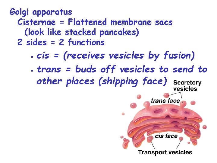 Golgi apparatus Cisternae = Flattened membrane sacs (look like stacked pancakes) 2 sides =