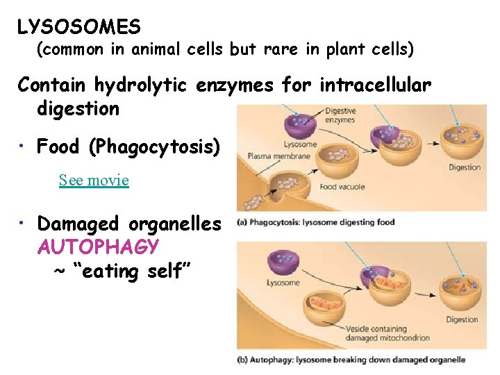 LYSOSOMES (common in animal cells but rare in plant cells) Contain hydrolytic enzymes for