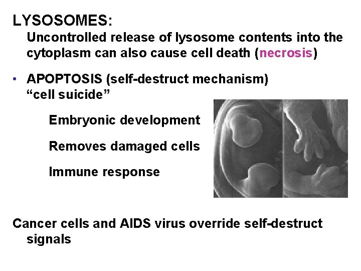 LYSOSOMES: Uncontrolled release of lysosome contents into the cytoplasm can also cause cell death
