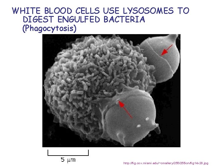 WHITE BLOOD CELLS USE LYSOSOMES TO DIGEST ENGULFED BACTERIA (Phagocytosis) http: //fig. cox. miami.