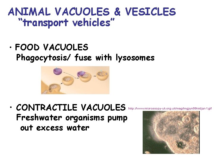 ANIMAL VACUOLES & VESICLES “transport vehicles” • FOOD VACUOLES Phagocytosis/ fuse with lysosomes •