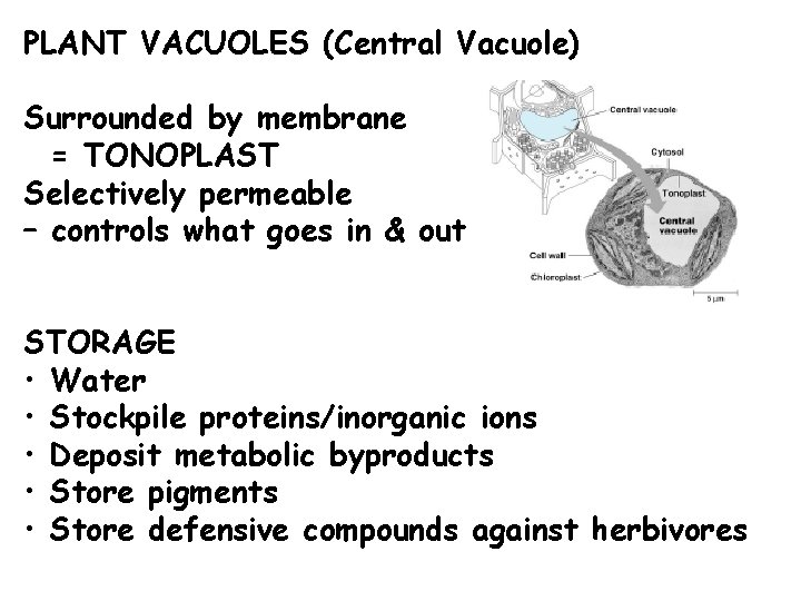 PLANT VACUOLES (Central Vacuole) Surrounded by membrane = TONOPLAST Selectively permeable – controls what