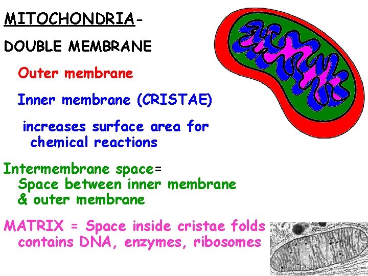 MITOCHONDRIADOUBLE MEMBRANE Outer membrane Inner membrane (CRISTAE) increases surface area for chemical reactions Intermembrane