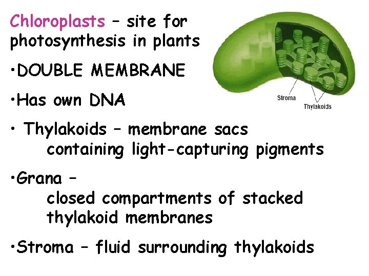 Chloroplasts – site for photosynthesis in plants • DOUBLE MEMBRANE • Has own DNA