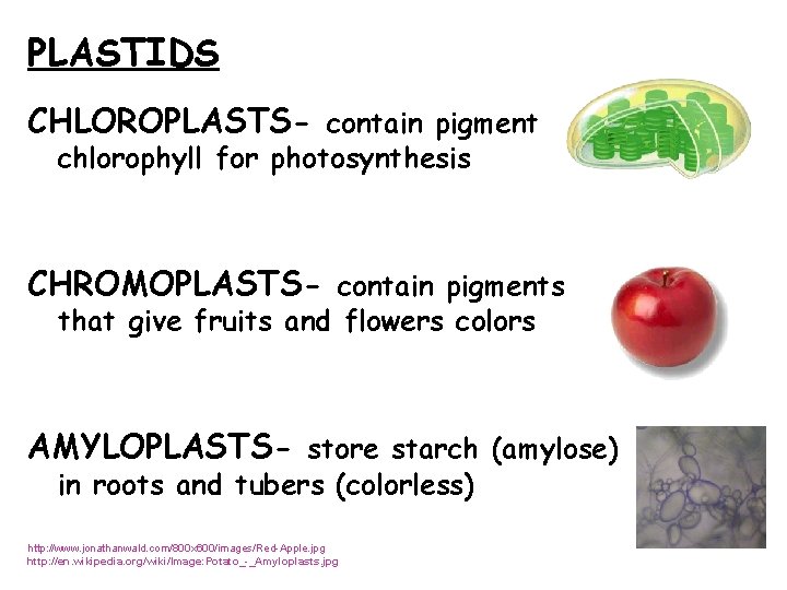 PLASTIDS CHLOROPLASTS- contain pigment chlorophyll for photosynthesis CHROMOPLASTS- contain pigments that give fruits and