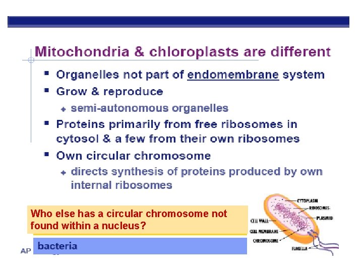 Who else has a circular chromosome not found within a nucleus? 