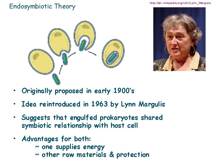Endosymbiotic Theory http: //en. wikipedia. org/wiki/Lynn_Margulis • Originally proposed in early 1900’s • Idea