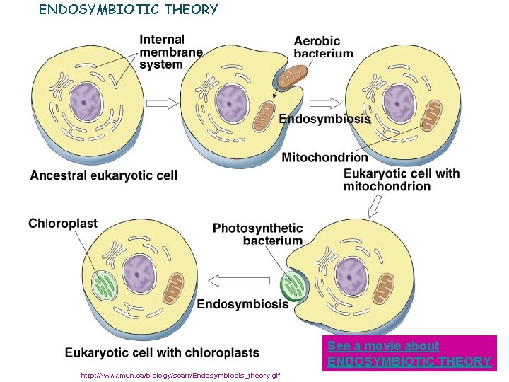 ENDOSYMBIOTIC THEORY See a movie about ENDOSYMBIOTIC THEORY http: //www. mun. ca/biology/scarr/Endosymbiosis_theory. gif 