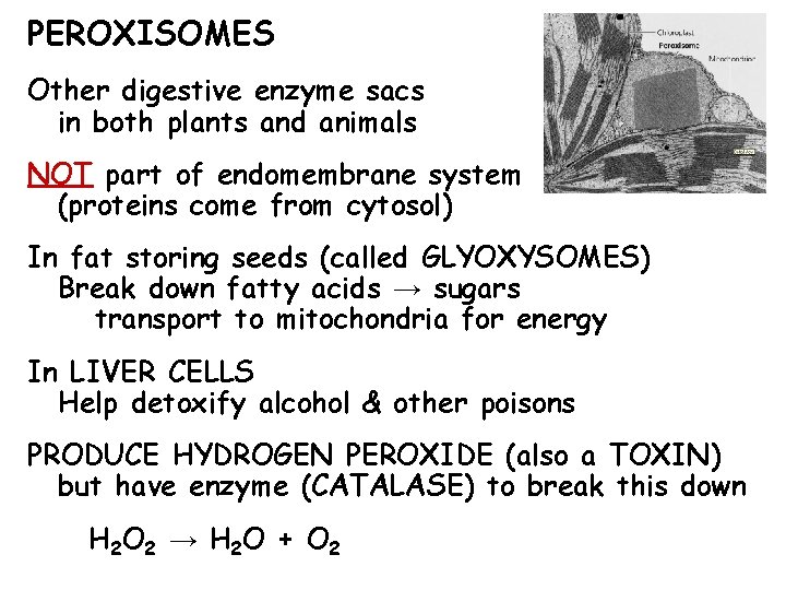 PEROXISOMES Other digestive enzyme sacs in both plants and animals NOT part of endomembrane