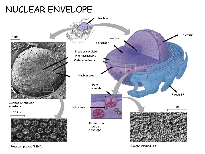 NUCLEAR ENVELOPE Nucleus 1 µm Nucleolus Chromatin Nuclear envelope: Inner membrane Outer membrane Nuclear