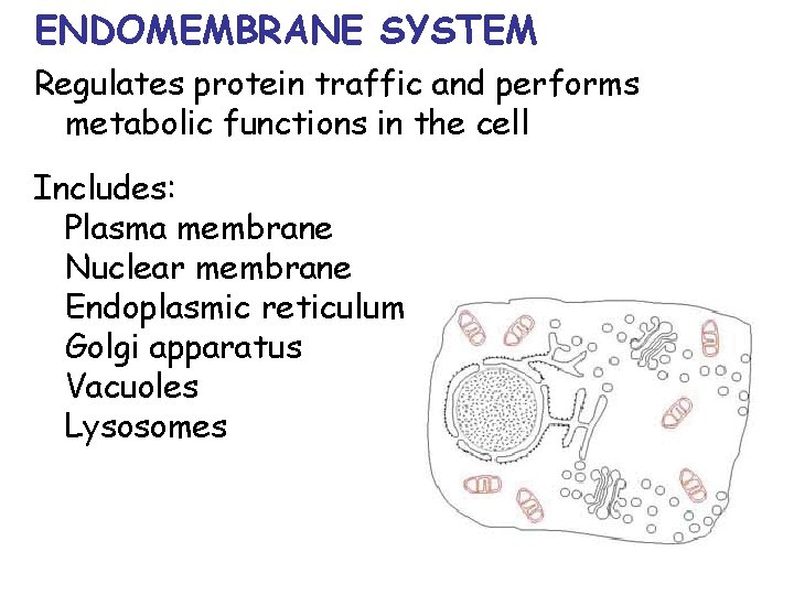 ENDOMEMBRANE SYSTEM Regulates protein traffic and performs metabolic functions in the cell Includes: Plasma