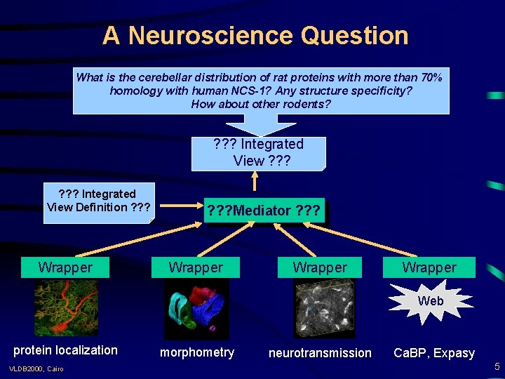 A Neuroscience Question What is the cerebellar distribution of rat proteins with more than