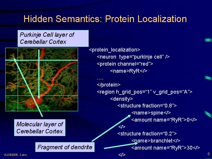 Hidden Semantics: Protein Localization Purkinje Cell layer of Cerebellar Cortex <protein_localization> <neuron type=“purkinje cell”