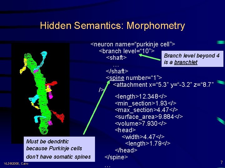 Hidden Semantics: Morphometry <neuron name=“purkinje cell”> <branch level=“ 10”> Branch level beyond 4 <shaft>