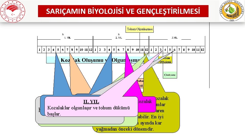 SARIÇAMIN BİYOLOJİSİ VE GENÇLEŞTİRİLMESİ Kasım –I. Aralık döneminde kozalak YIL Konoletler fındık büyüklüğünde, kahve