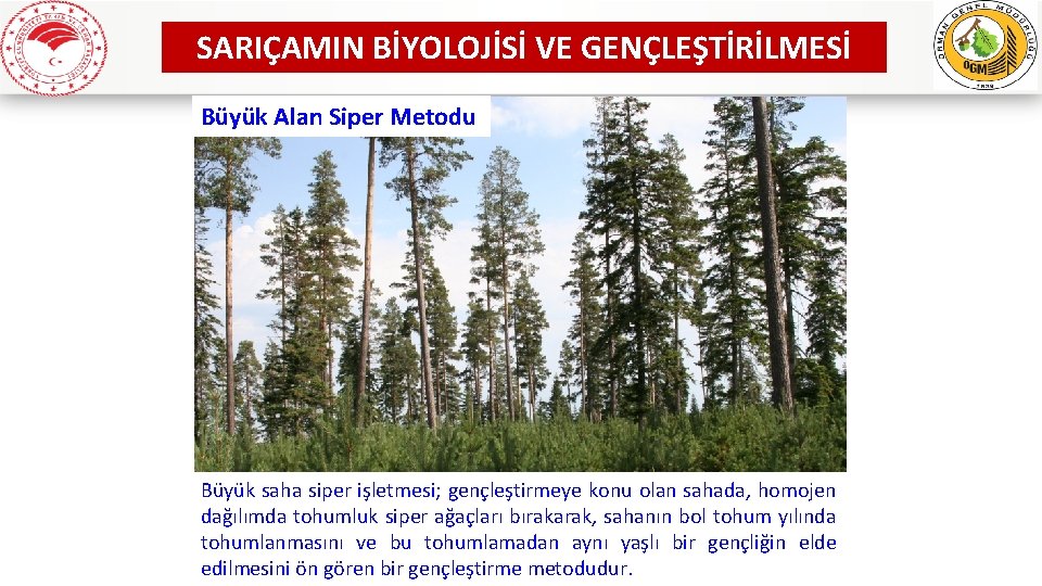 SARIÇAMIN BİYOLOJİSİ VE GENÇLEŞTİRİLMESİ Büyük Alan Siper Metodu Büyük saha siper işletmesi; gençleştirmeye konu