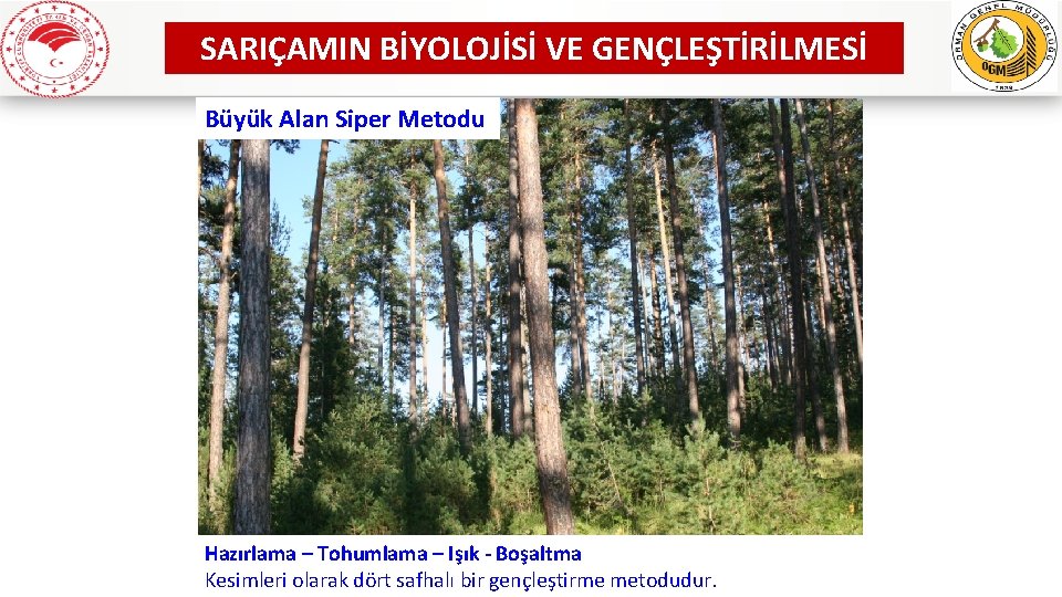 SARIÇAMIN BİYOLOJİSİ VE GENÇLEŞTİRİLMESİ Büyük Alan Siper Metodu Hazırlama – Tohumlama – Işık -