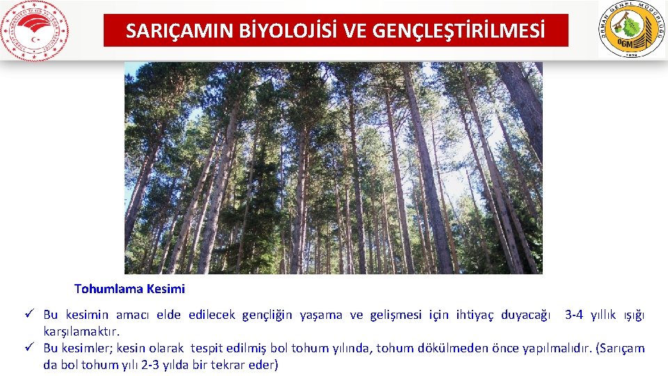 SARIÇAMIN BİYOLOJİSİ VE GENÇLEŞTİRİLMESİ Tohumlama Kesimi ü Bu kesimin amacı elde edilecek gençliğin yaşama