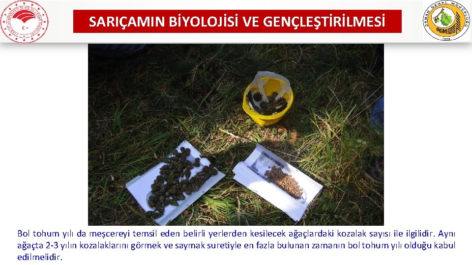 SARIÇAMIN BİYOLOJİSİ VE GENÇLEŞTİRİLMESİ Bol tohum yılı da meşcereyi temsil eden belirli yerlerden kesilecek