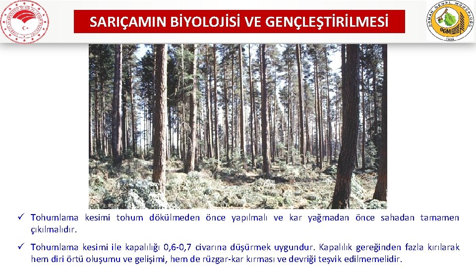 SARIÇAMIN BİYOLOJİSİ VE GENÇLEŞTİRİLMESİ ü Tohumlama kesimi tohum dökülmeden önce yapılmalı ve kar yağmadan