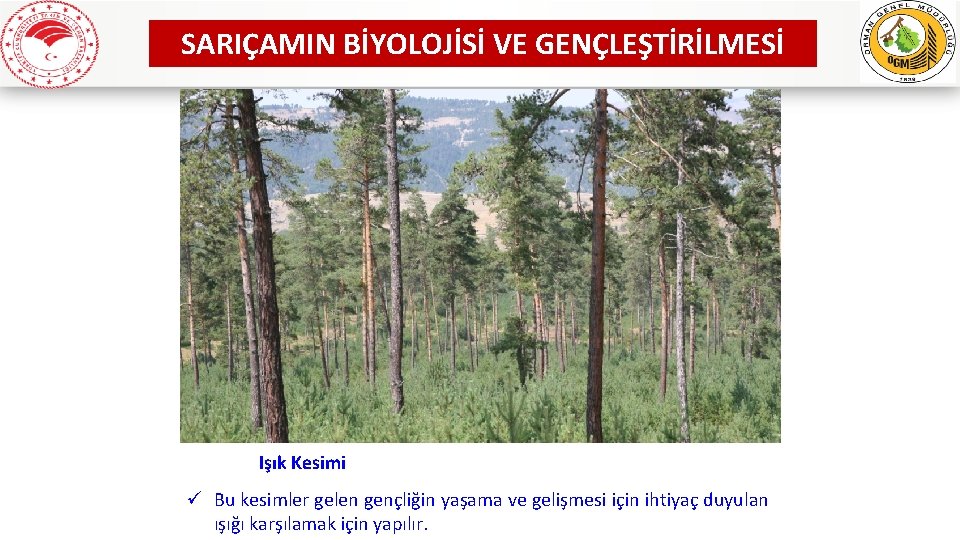 SARIÇAMIN BİYOLOJİSİ VE GENÇLEŞTİRİLMESİ Işık Kesimi ü Bu kesimler gelen gençliğin yaşama ve gelişmesi