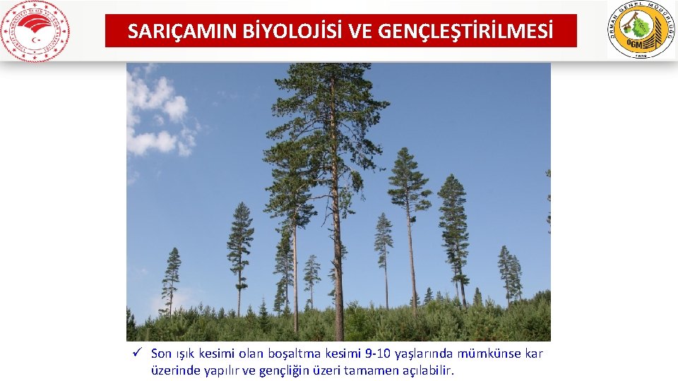 SARIÇAMIN BİYOLOJİSİ VE GENÇLEŞTİRİLMESİ ü Son ışık kesimi olan boşaltmawww. ogm. gov. tr kesimi