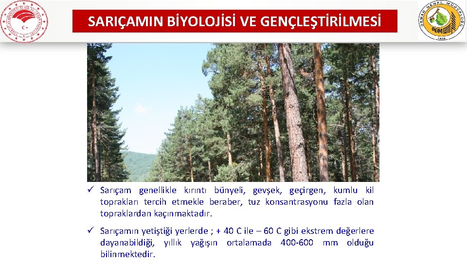 SARIÇAMIN BİYOLOJİSİ VE GENÇLEŞTİRİLMESİ ü Sarıçam genellikle kırıntı bünyeli, gevşek, geçirgen, kumlu kil toprakları