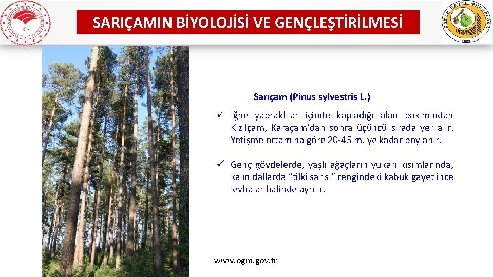 SARIÇAMIN BİYOLOJİSİ VE GENÇLEŞTİRİLMESİ Sarıçam (Pinus sylvestris L. ) ü İğne yapraklılar içinde kapladığı