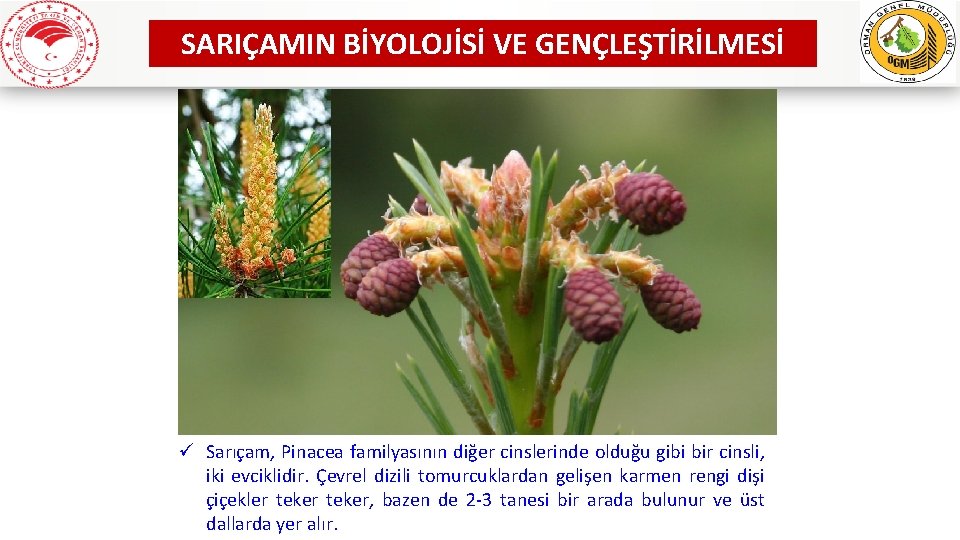 SARIÇAMIN BİYOLOJİSİ VE GENÇLEŞTİRİLMESİ ü Sarıçam, Pinacea familyasının diğer cinslerinde olduğu gibi bir cinsli,