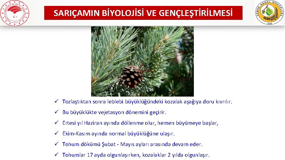 SARIÇAMIN BİYOLOJİSİ VE GENÇLEŞTİRİLMESİ ü Tozlaştıktan sonra leblebi büyüklüğündeki kozalak aşağıya doru kıvrılır. ü