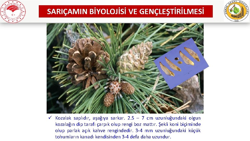 SARIÇAMIN BİYOLOJİSİ VE GENÇLEŞTİRİLMESİ ü Kozalak saplıdır, aşağıya sarkar. 2. 5 – 7 cm