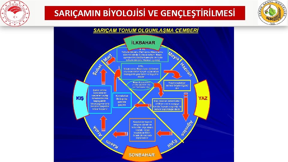 SARIÇAMIN BİYOLOJİSİ VE GENÇLEŞTİRİLMESİ www. ogm. gov. tr 